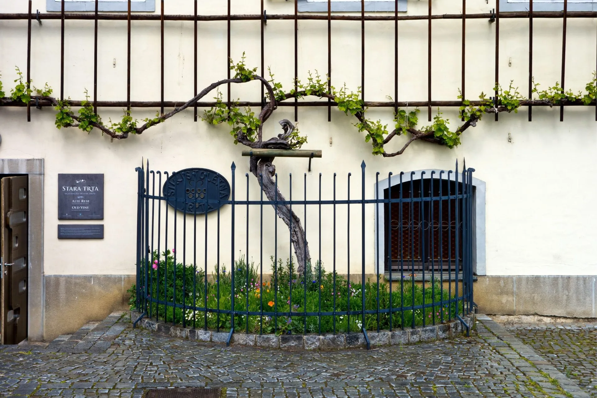 Oldest vine in the world